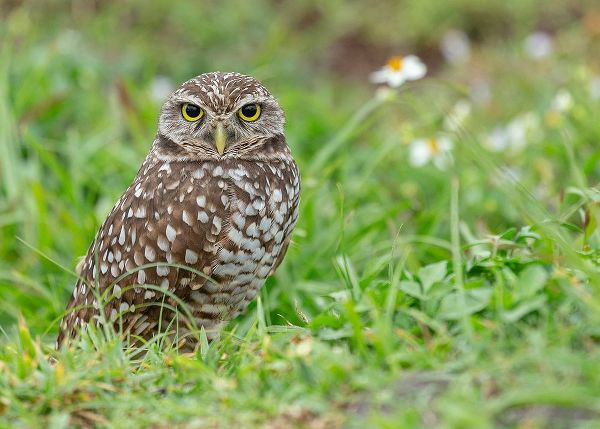 Burrowing owl-Athene cunicularia-Florida